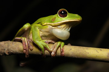 Tree Frog in New Guinea