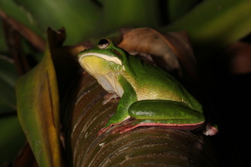 Tree Frog in New Guinea
