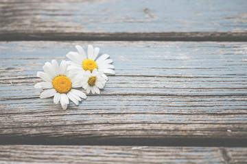 Gänseblümchen, Margeriten - Blüten auf blauem Karton, Vorlage für Design, Hintergrund
