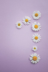 Gänseblümchen, Margeriten - Blüten auf buntem Karton, Vorlage für Design, Hintergrund