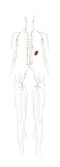 Human Anatomy Female Lymphatic System From Front