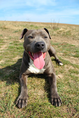 amstaff dog on green grass