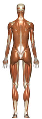 Human Anatomy Female Muscular System From Back
