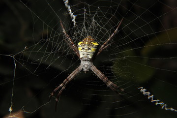 Tropical spider