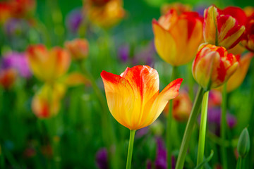 Amazing yellow tulips with red tops on a flowerbed between the purple tulip flowers and green grass. The beauty of the spring season.