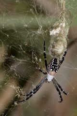 Tropical spider