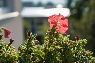 Rote Blume bl&uuml;ht umgeben von verwelkten Bl&uuml;ten