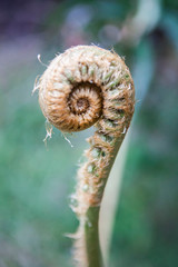 Unfurl 