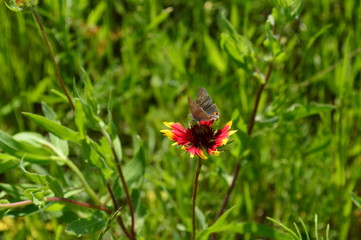 Wings & Petals