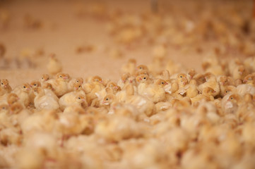  production processes taking place at a poultry farm where adult turkeys are grown from chickens, as well as processes for the production of meat products such as sausages, meat, sausages, other foоds