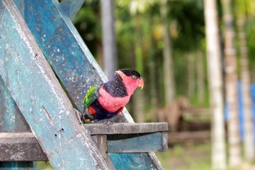 Parrot in New Guinea