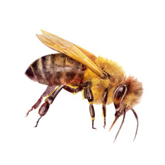 Honey bee watercolor isolated on white background