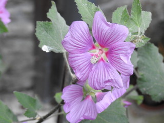 Obraz na płótnie Canvas flower in the garden