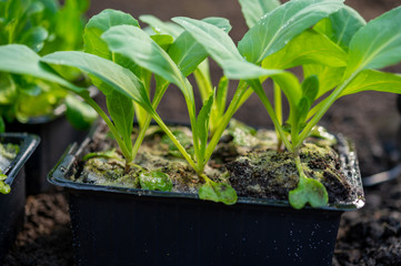 Spring in organic vegetable garden, young cabbage plant ready for planting outside in soil