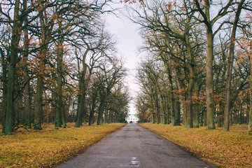 road in the forest