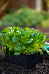 Spring in organic vegetable garden, young corn salad or feldsalad sprouts ready for planting outside in soil