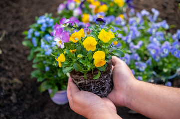 Fototapeta na wymiar Spring garden works, hands holding ornamental colorful flowers of viola plant