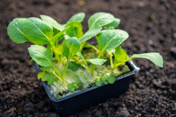Spring in organic vegetable garden, young cabbage plant ready for planting outside in soil