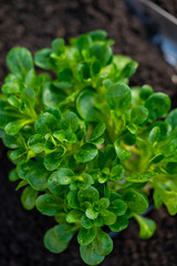 Spring in organic vegetable garden, young corn salad or feldsalad sprouts ready for planting outside in soil