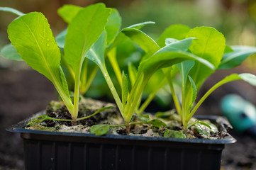 Spring in organic vegetable garden, young cabbage plant ready for planting outside in soil