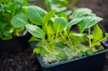 Spring in organic vegetable garden, young cabbage plant ready for planting outside in soil