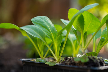 Spring in organic vegetable garden, young cabbage plant ready for planting outside in soil