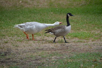 two canadian geese