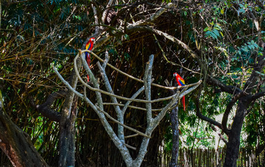 parrot jungle
