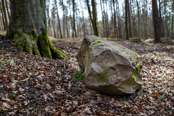 A large stone covered in moss in a deciduous forest. Road leading through the forest between tall trees.