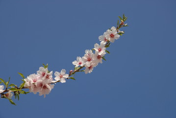 Almond blossom and fresh green leaves against blue sky