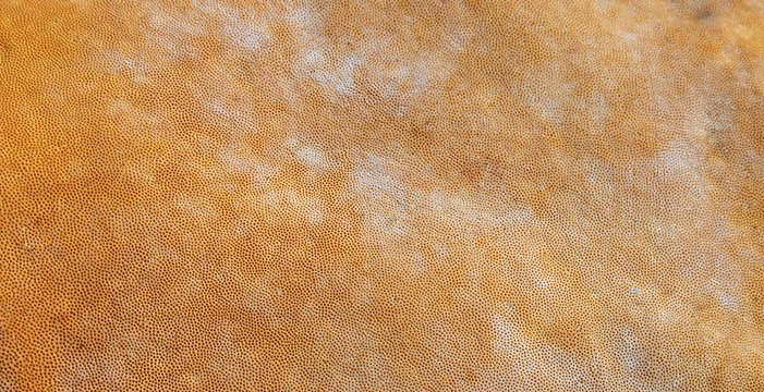 surface of the chaga mushroom. Chaga mushroom is parasitic on birch and can be used for healthy tee and other health benefits