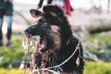 Niedźwiedź z otwartym pyskiem  © Exploder
