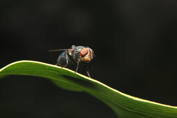 Fly with red eyes