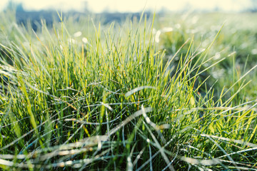 Zielona trawa na polanie