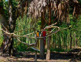 parrot jungle
