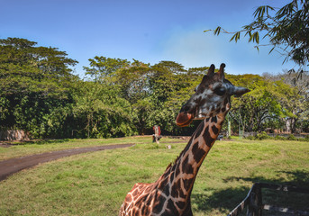 giraffe jungle