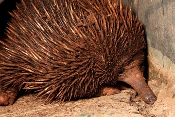 Echidna 
