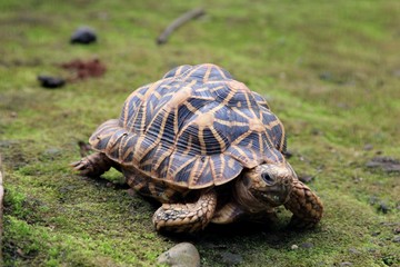 Gorgeous tortoise