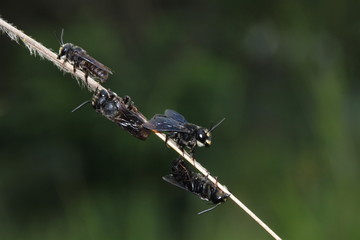 Wild bees
