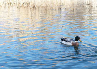 One duck swims on a small lake.