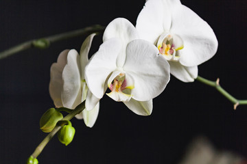 Fototapeta na wymiar Flowering of big white orchid large leaves