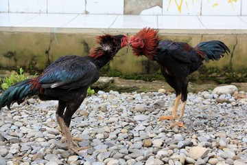 Fighting cocks