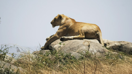 Fototapeta na wymiar a lioness lying on top of a kopjes at serengeti