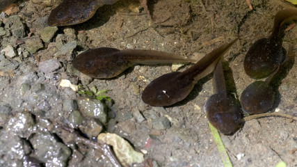 close up of tadpoles in a pond at olympic np
