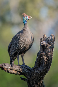 A helmeted guineafowl, Numida meleagris, perched on a log, beak open, greenery in background,Londolozi Game Reserve