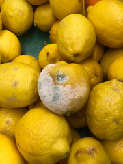 One rotten lemon with white and green mold lay among fresh lemons in green vegetable box at supermarket