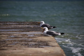 black sea, two seagulls sitting on the pier one laughing