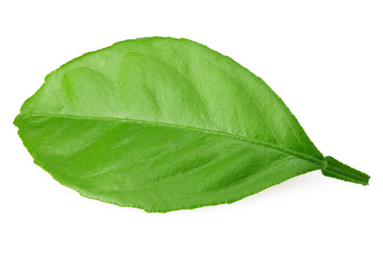 citrus leaves isolated on a white background
