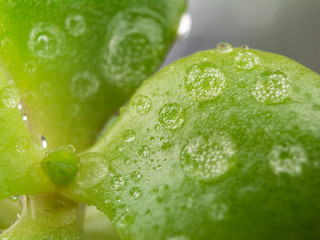 Macro background of dew drops on a green leaf