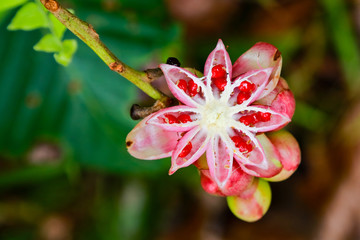 Fruta de Dillenia suffruticosa en la selva de Kalimantán. Isla de Borneo. Indonesia
